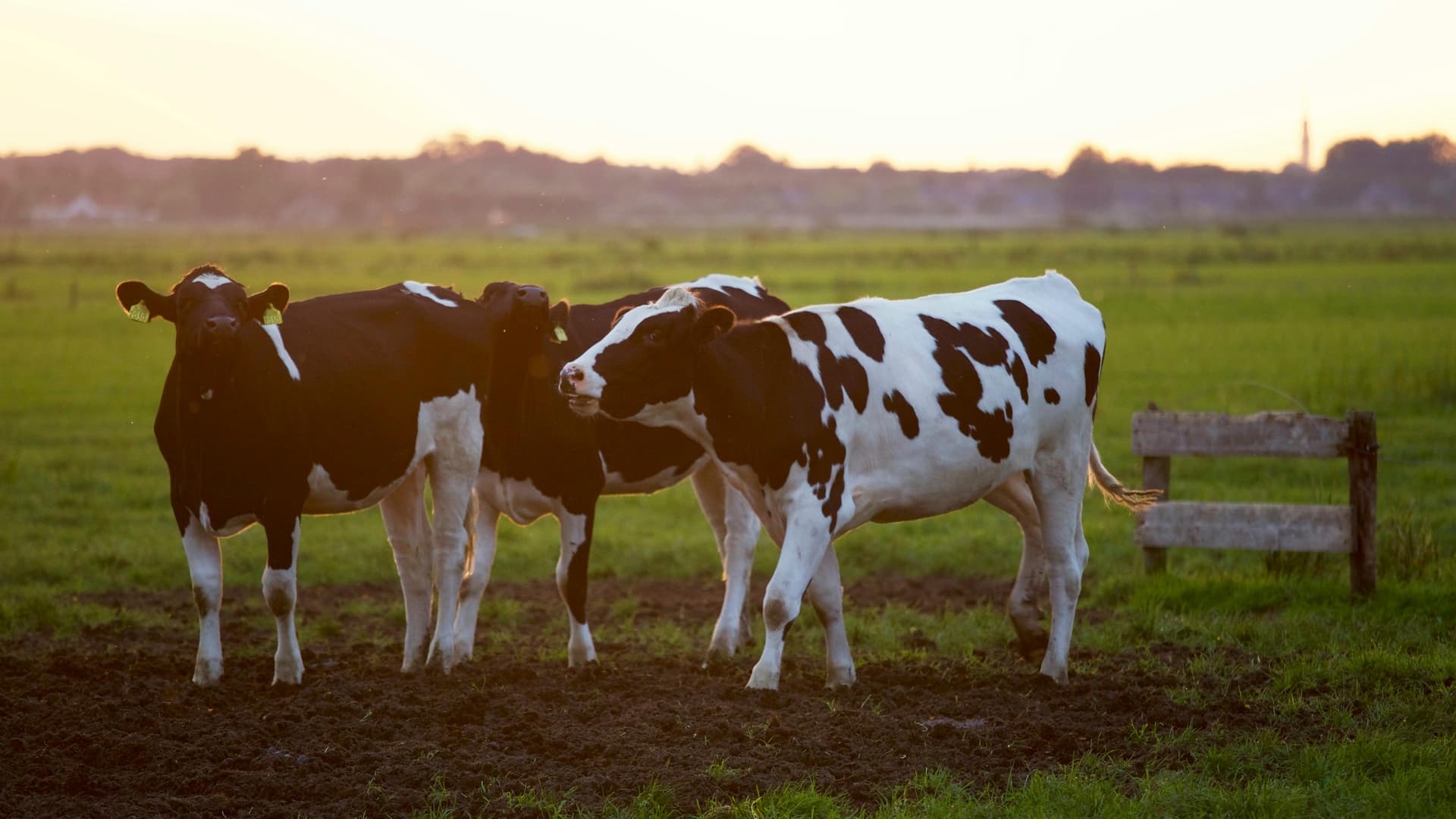 Farmers working in the field